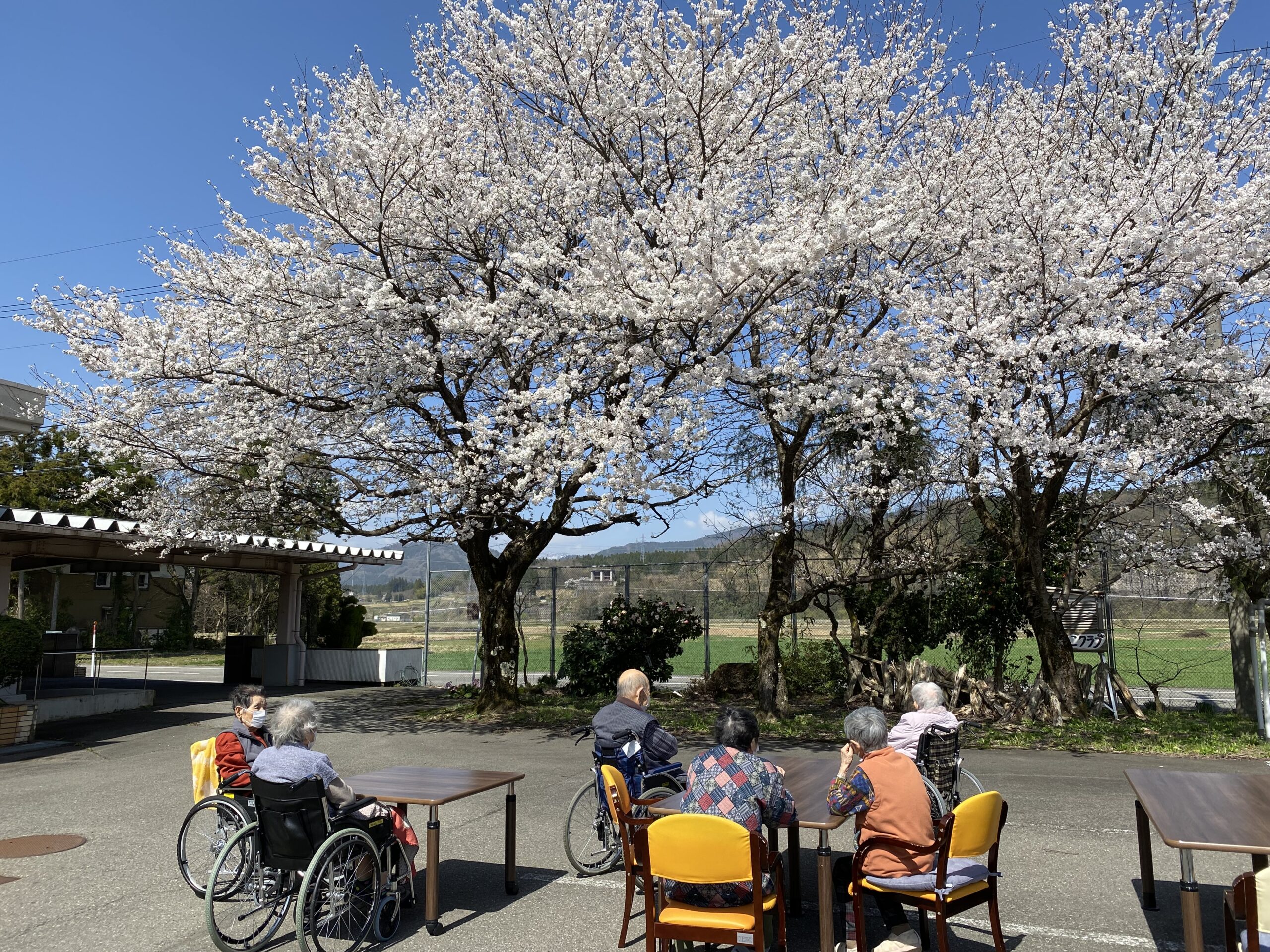 ３月4月のできごと…森目の桜が満開になりました♡