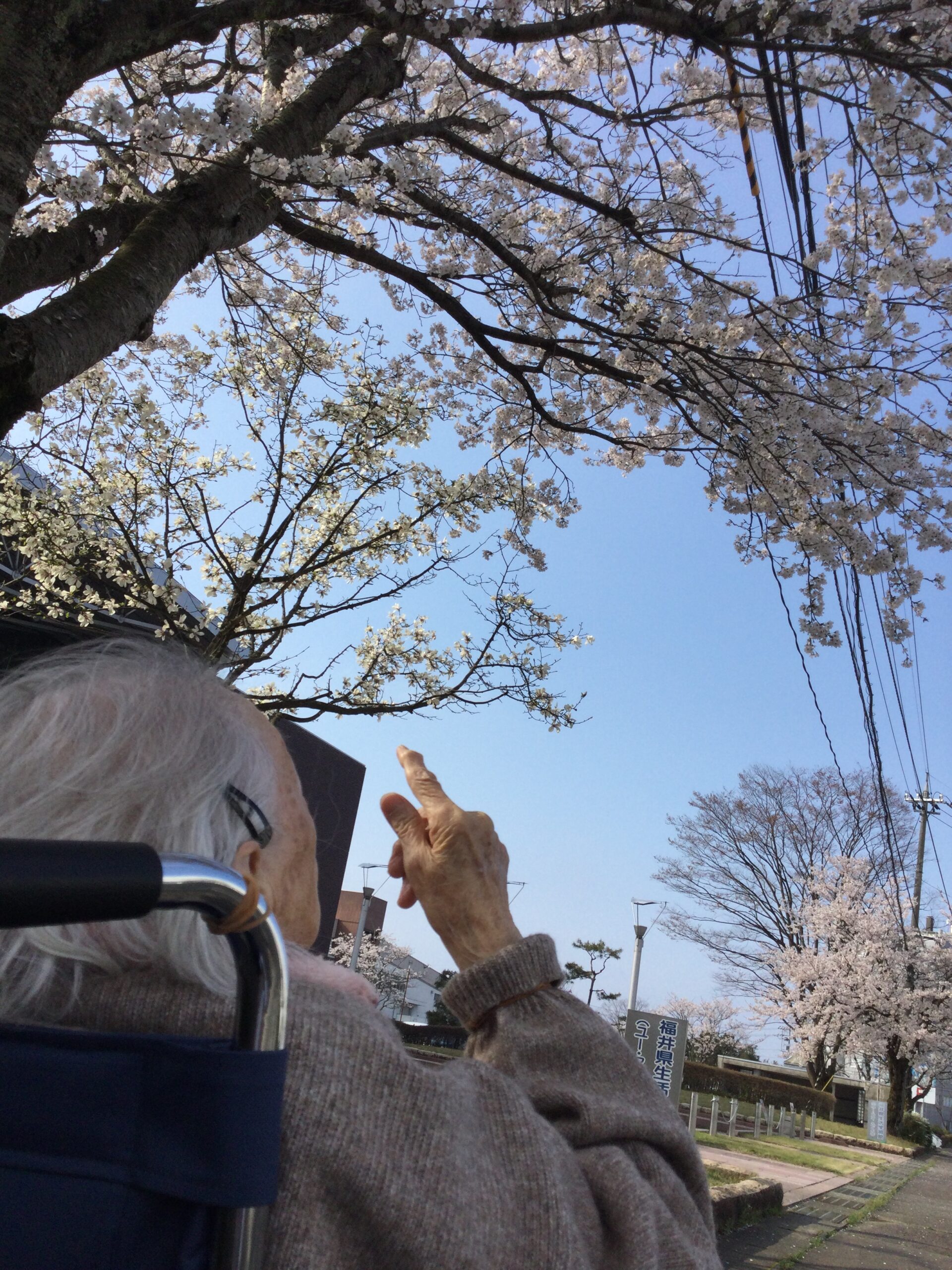 桜が満開🌸